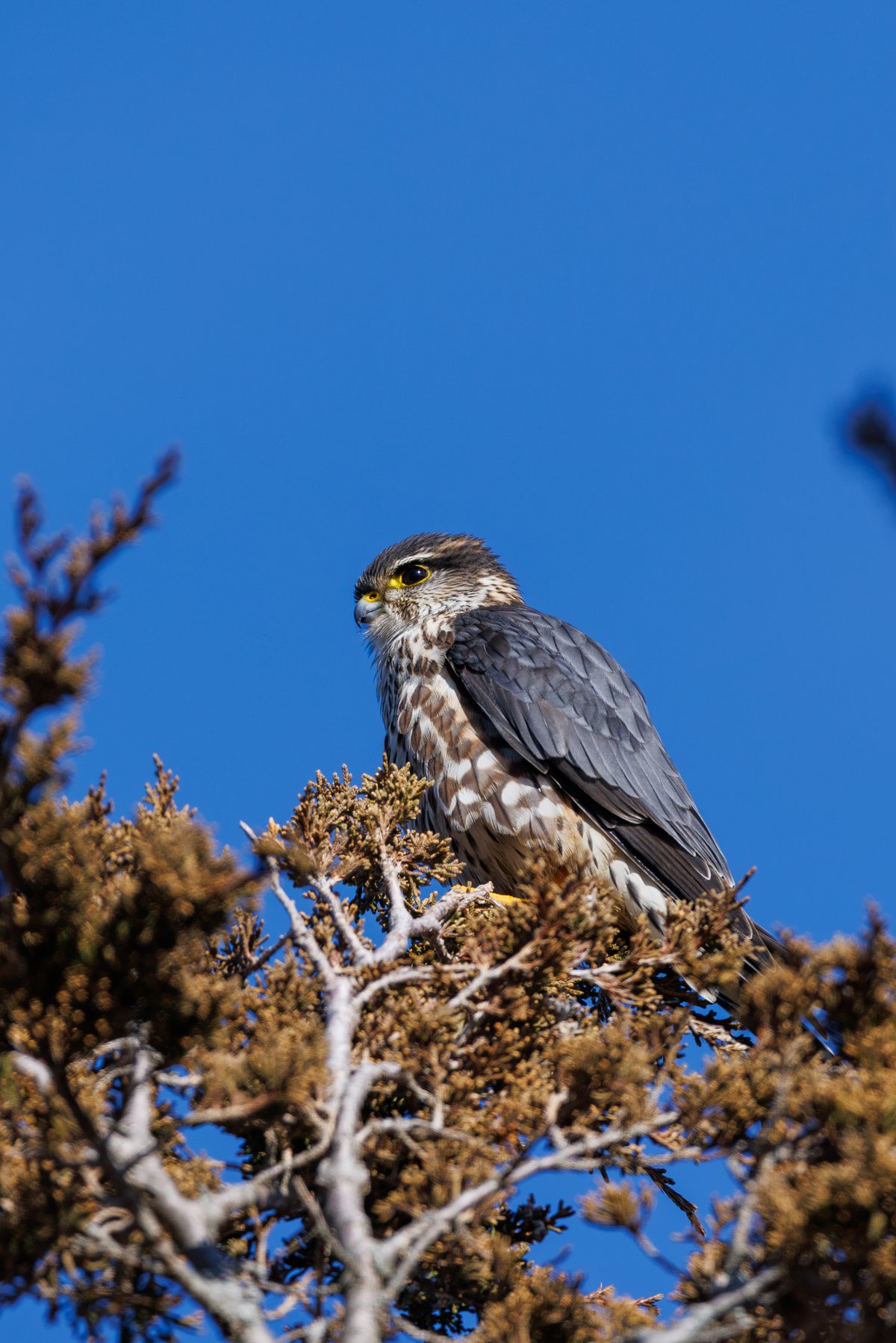 Merlin