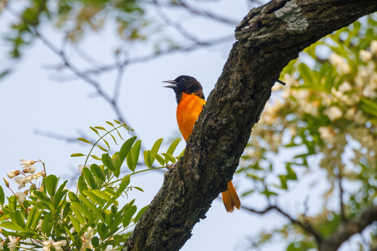 Baltimore Oriole