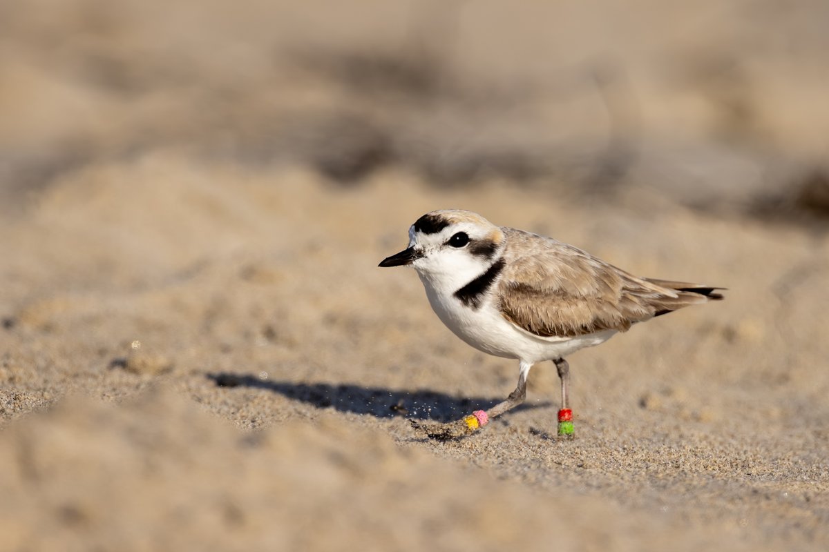 Snowy Plover
