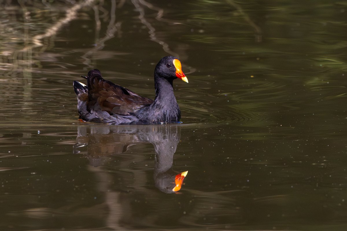 Dusky Moorhen