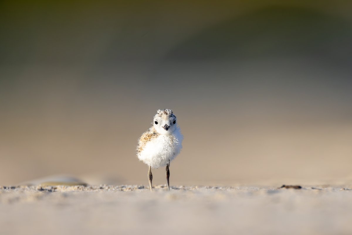 Snowy Plover