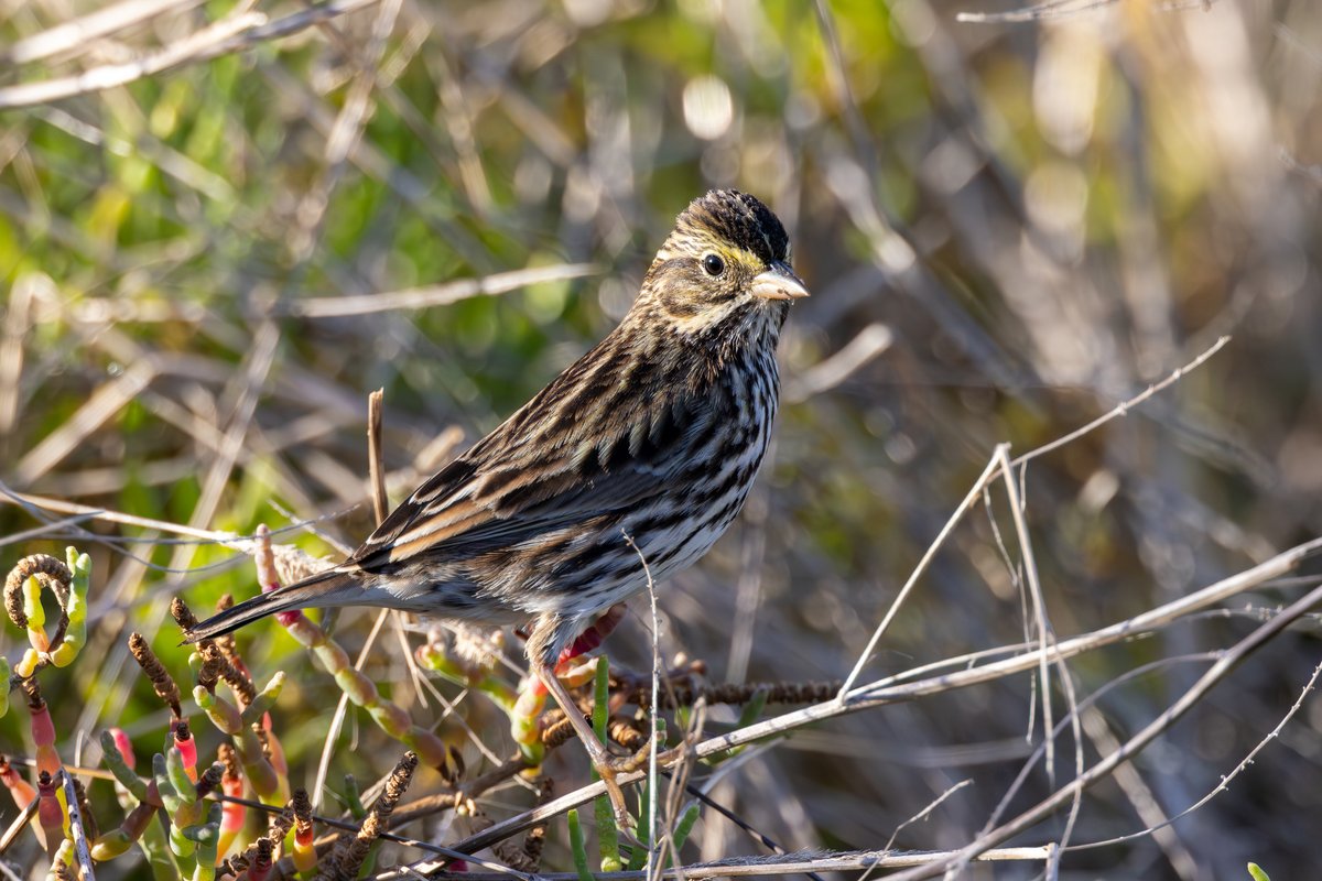 Savannah Sparrow