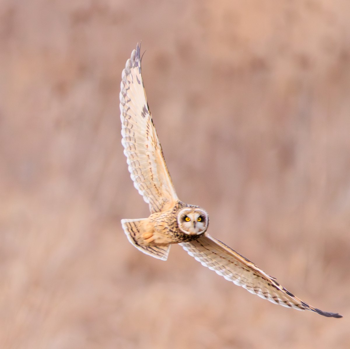 Short-eared Owl