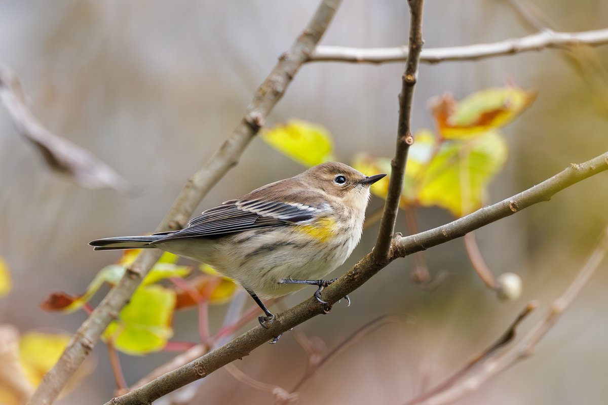 Yellow-rumped Warbler
