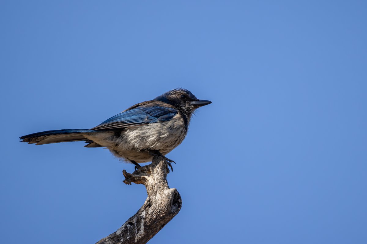 California Scrub-Jay