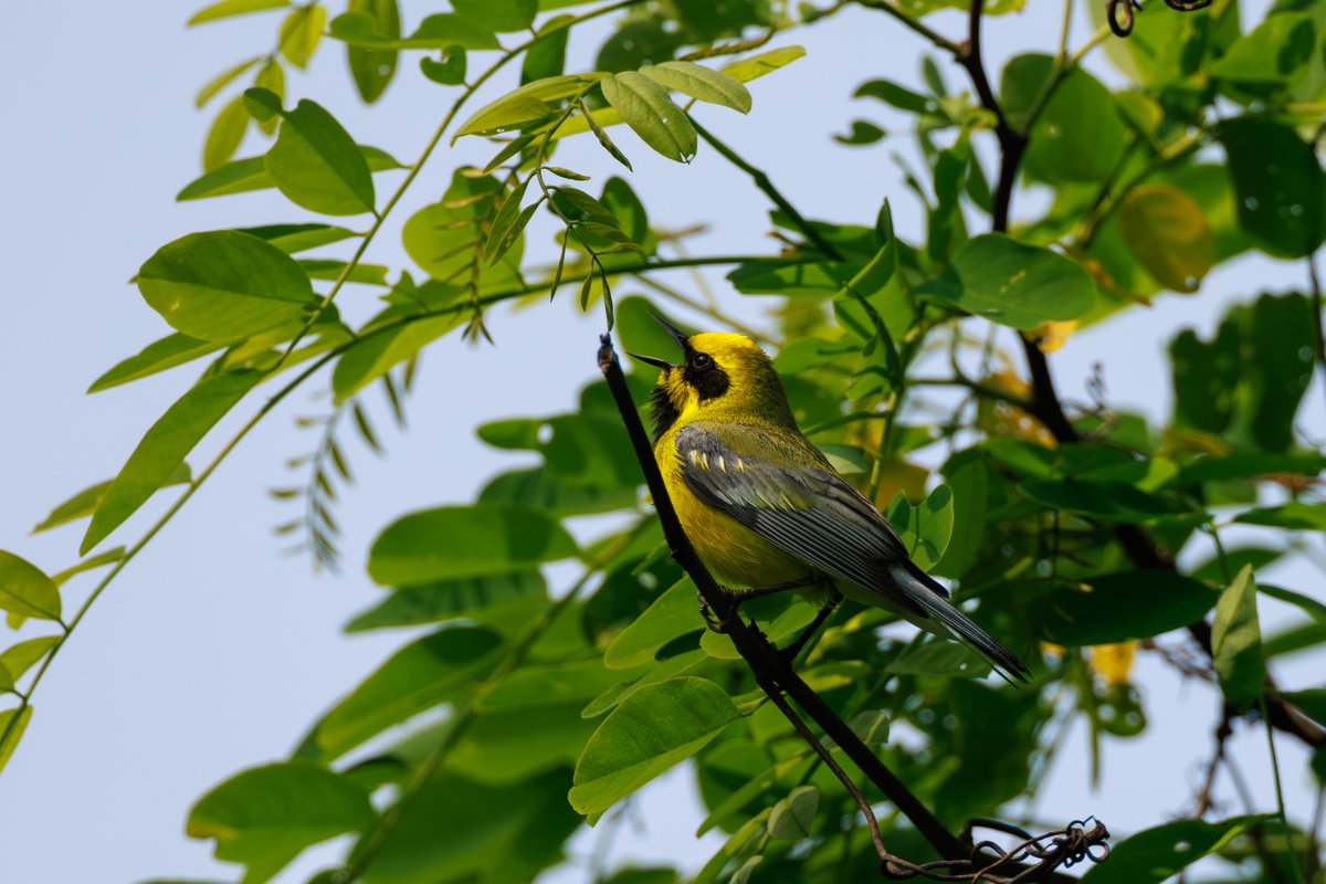 Lawrence's Warbler