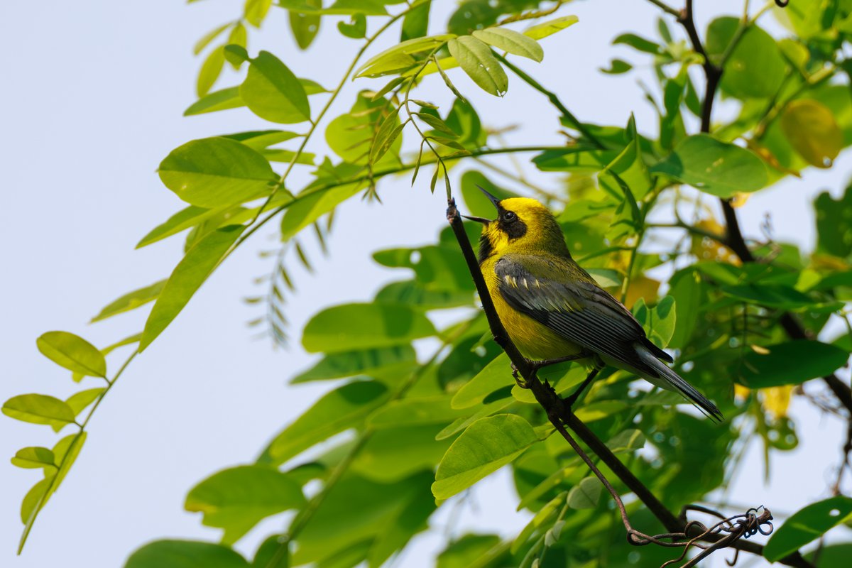 Lawrence's Warbler