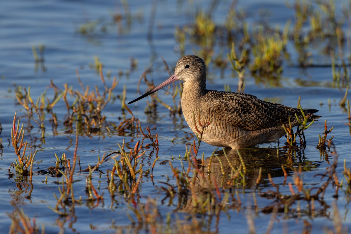 Marbled Godwit