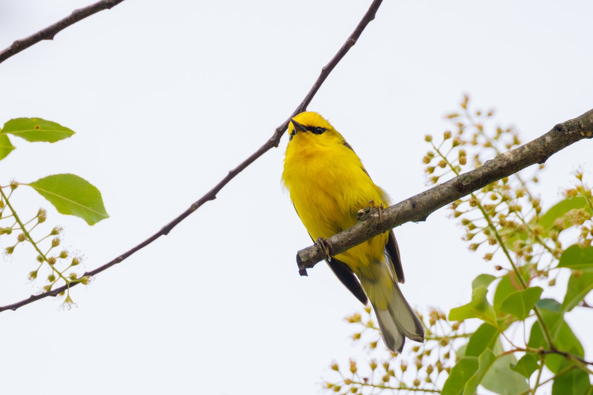 Blue-winged Warbler