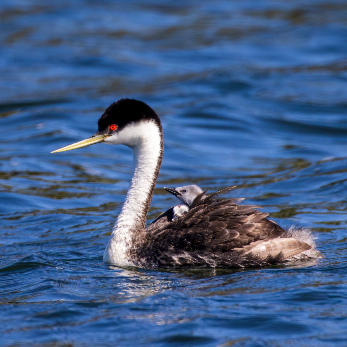 Western Grebe
