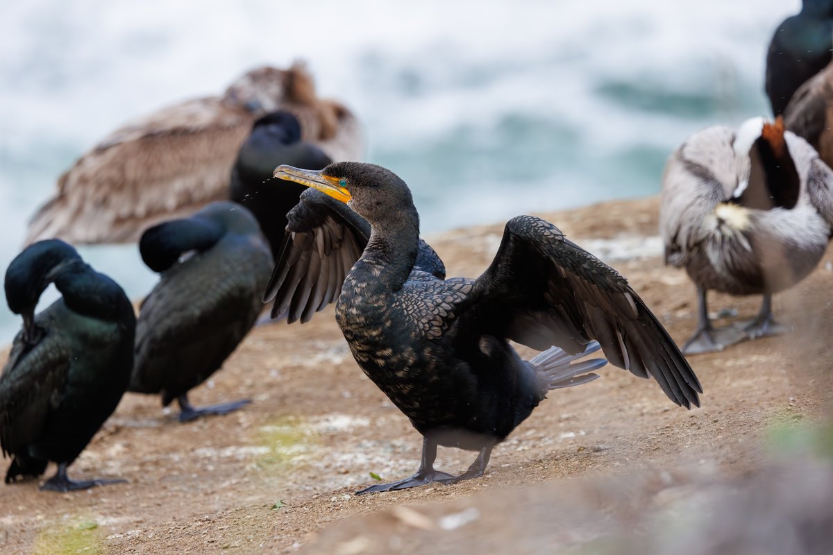 Brandt's Cormorant