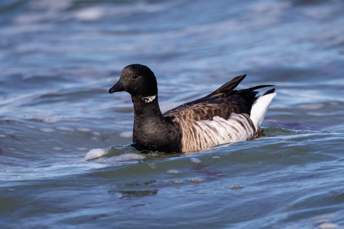 Brant
