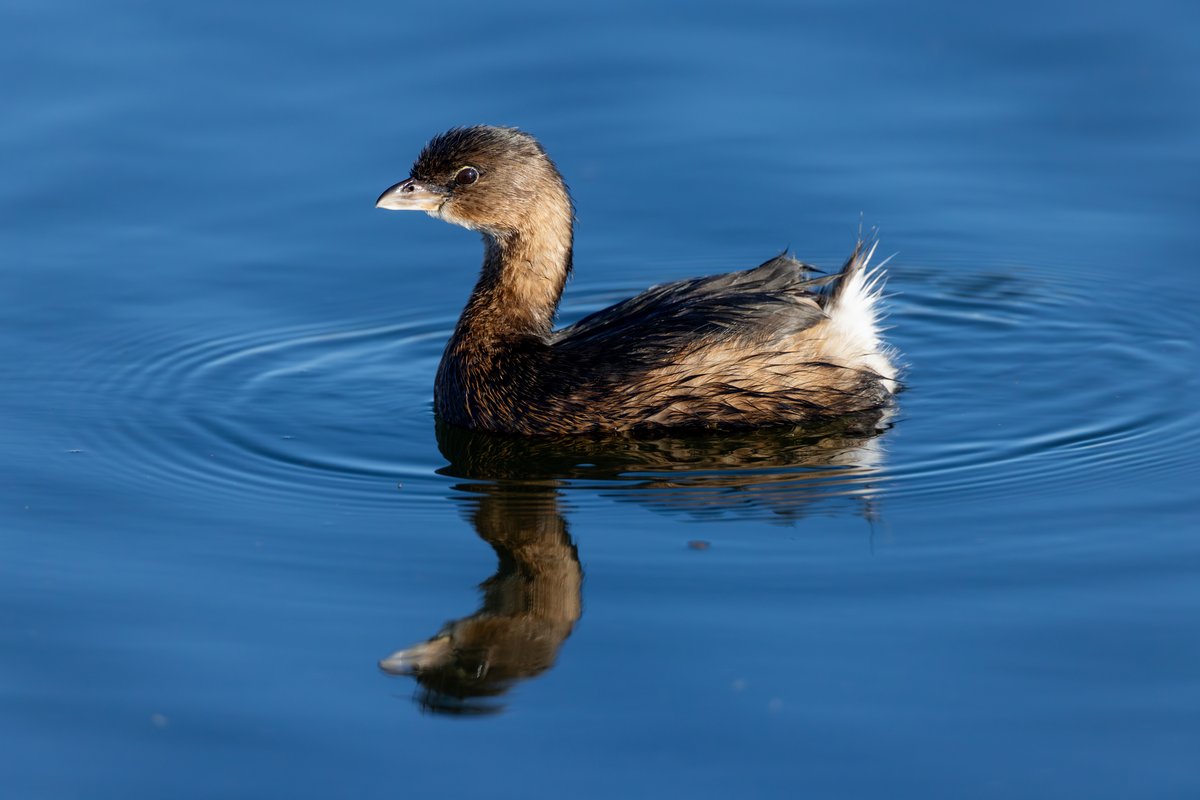 Pied-billed Grebe