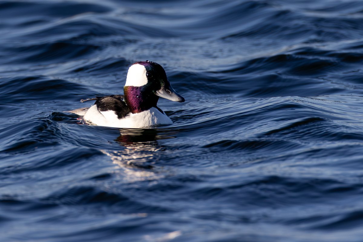 Bufflehead