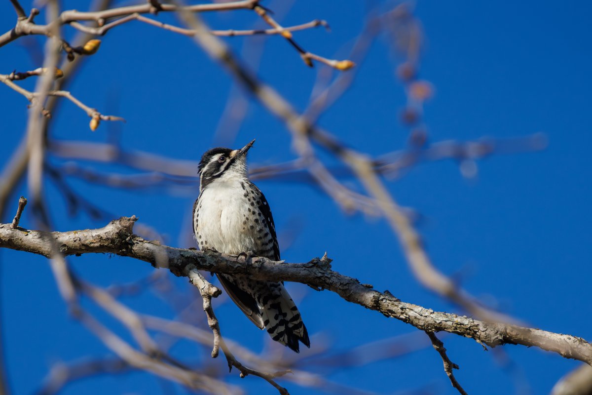 Nuttall's Woodpecker