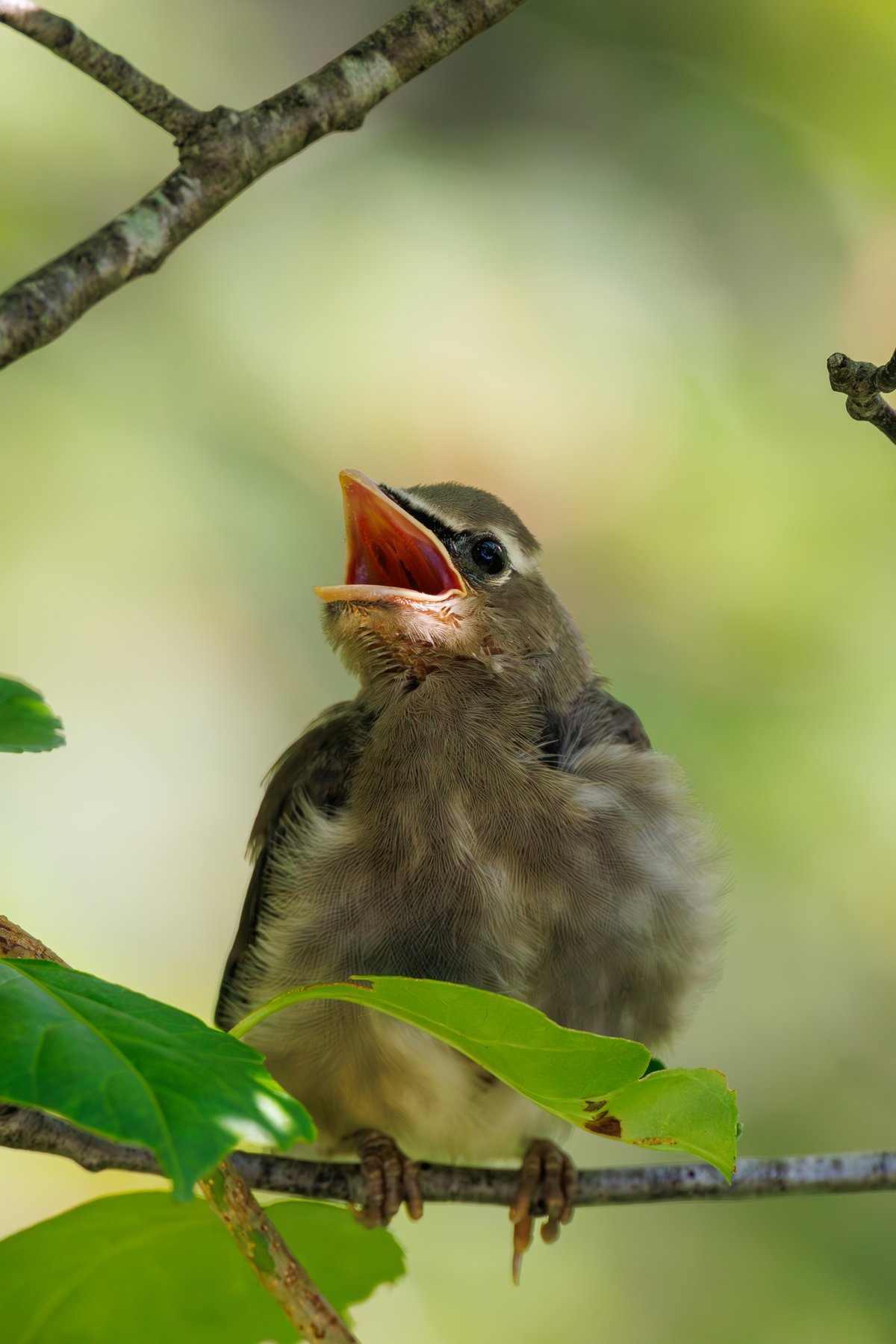Cedar Waxwing