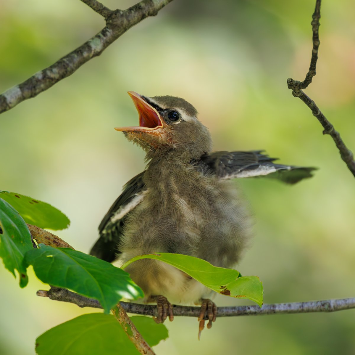 Cedar Waxwing