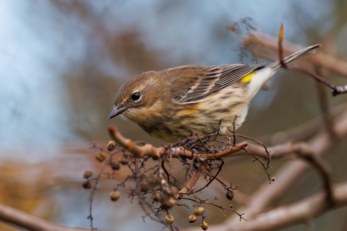 Yellow-rumped Warbler