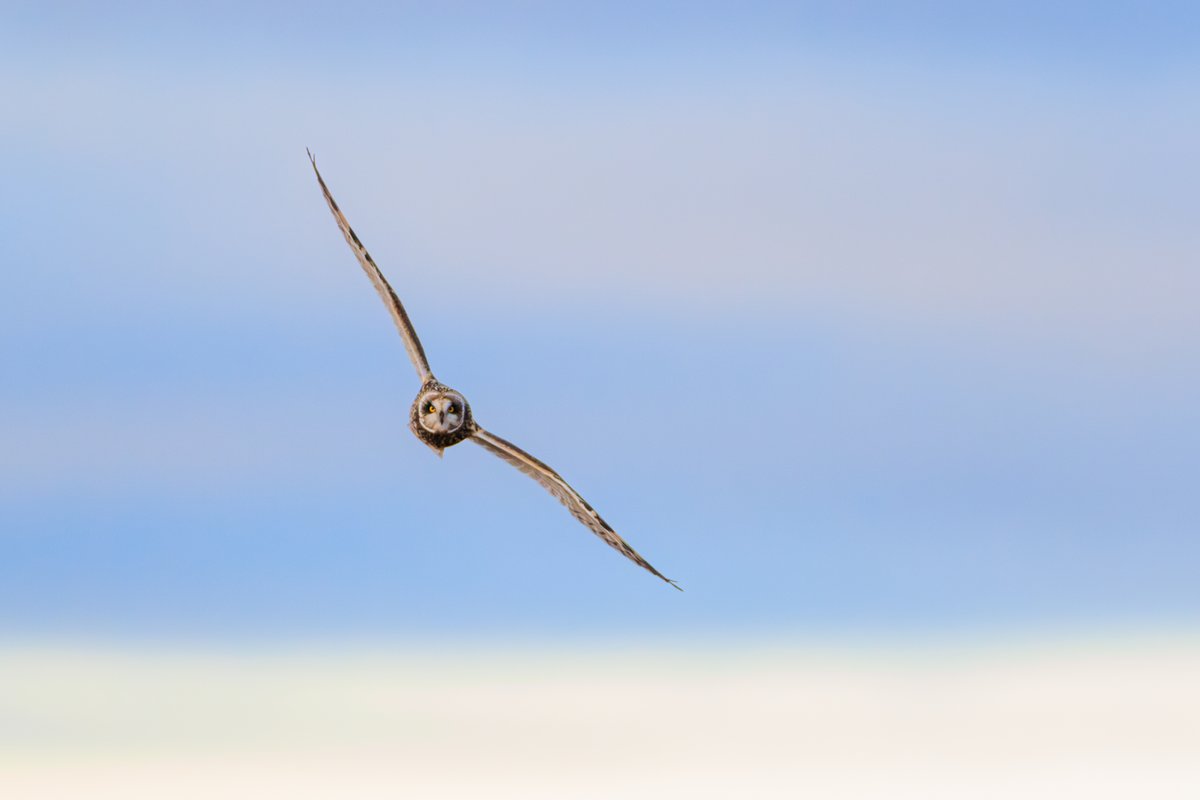 Short-eared Owl