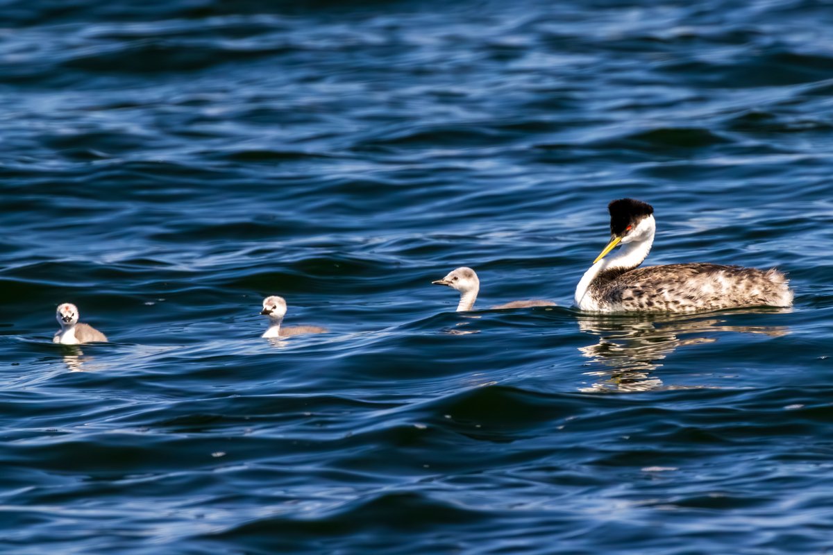 Western Grebe