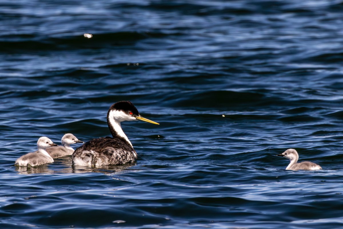 Western Grebe