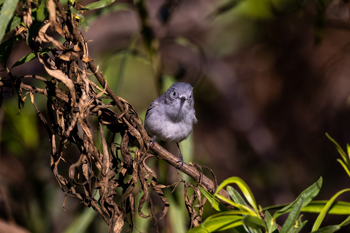 Blue-gray Gnatcatcher