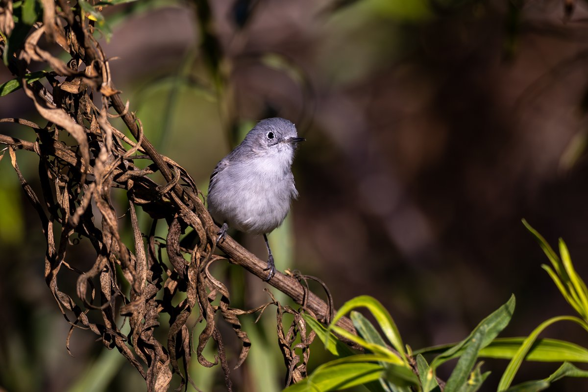 Blue-gray Gnatcatcher