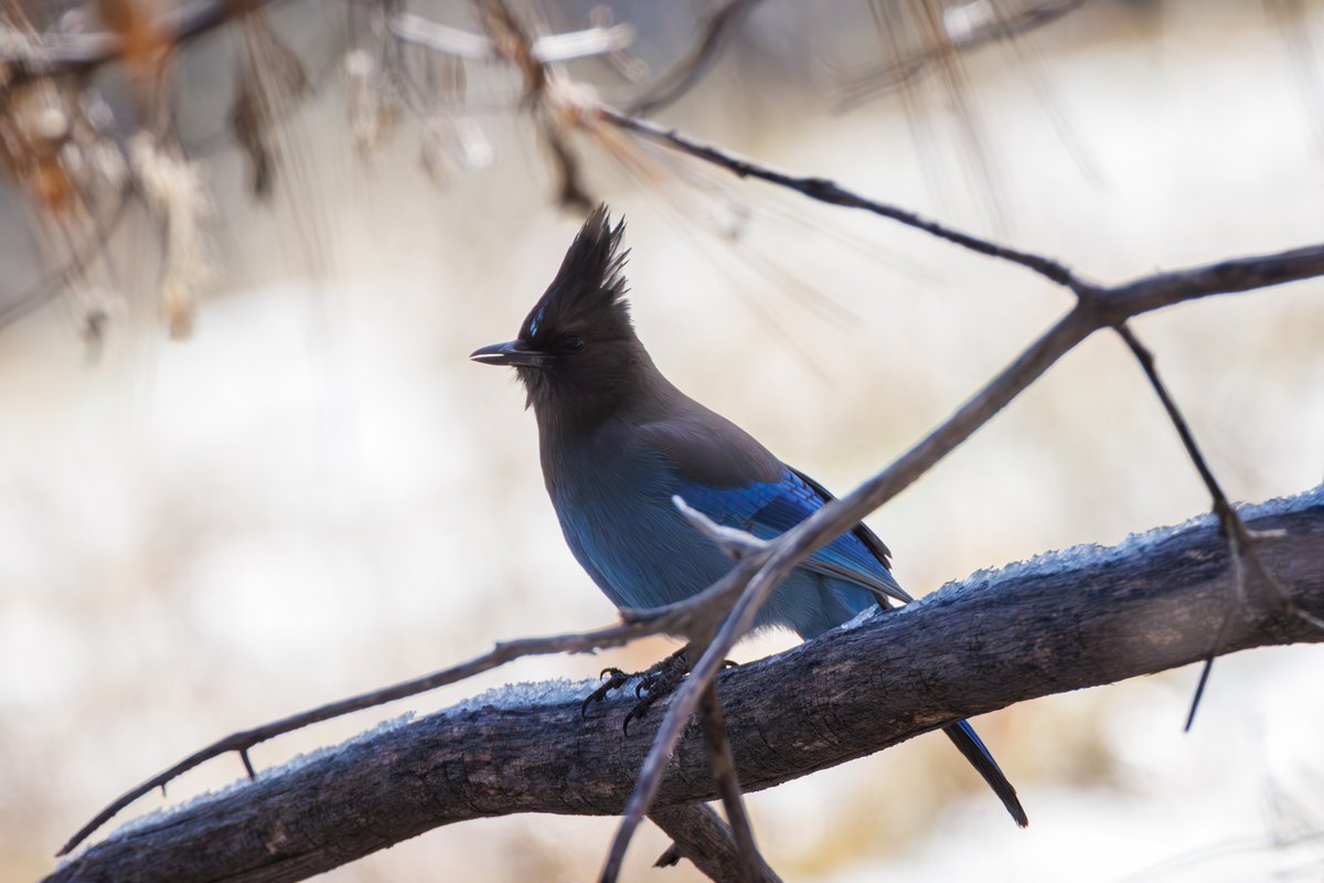 Steller's Jay