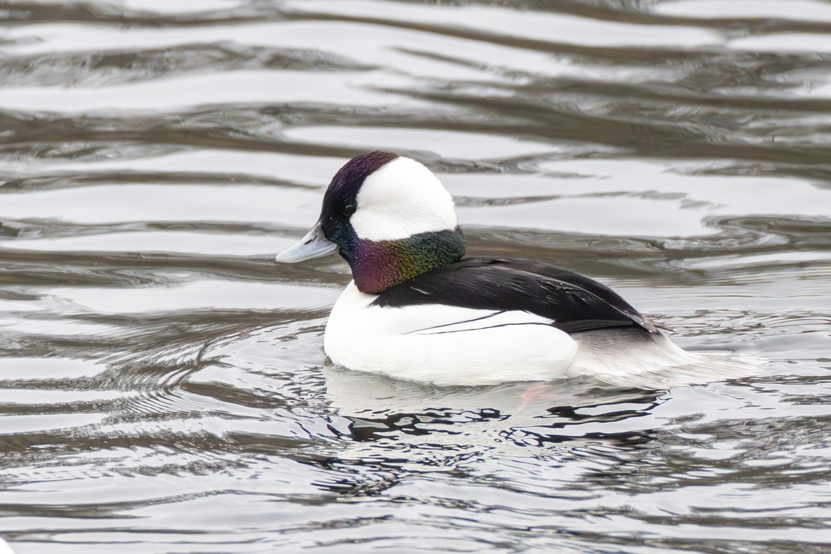 Bufflehead