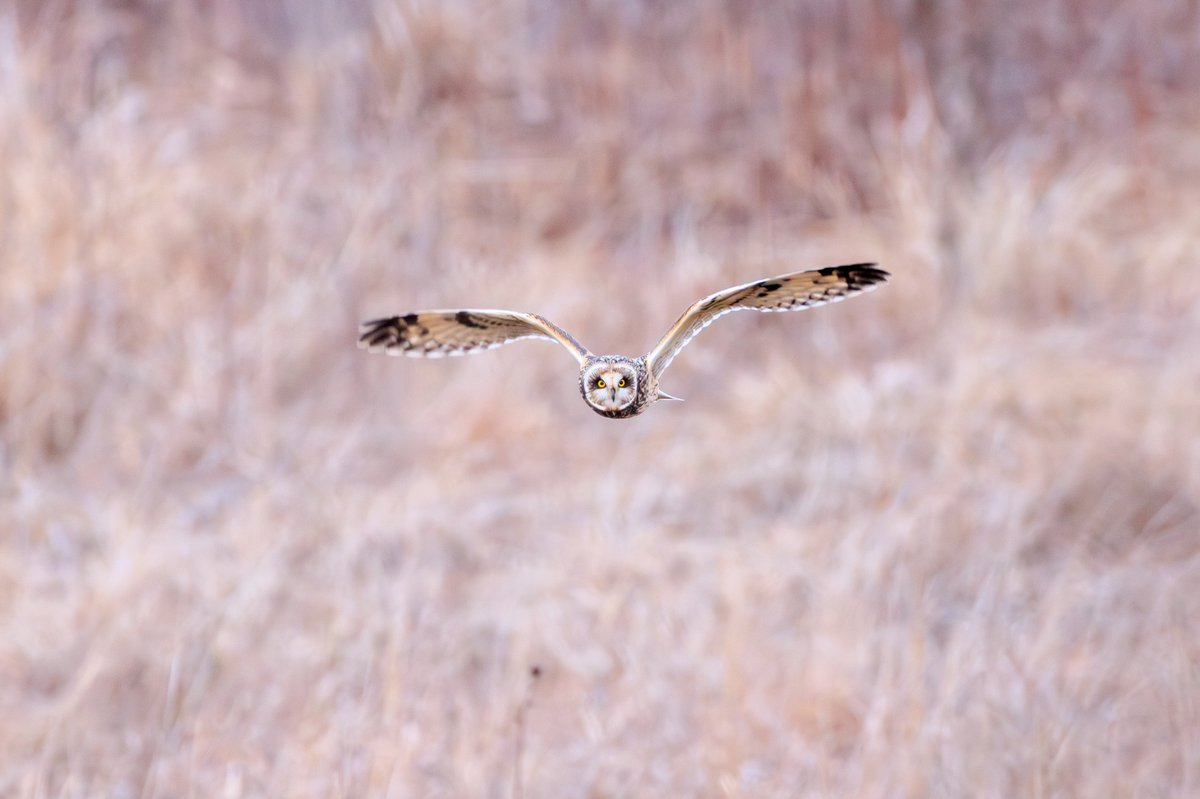 Short-eared Owl