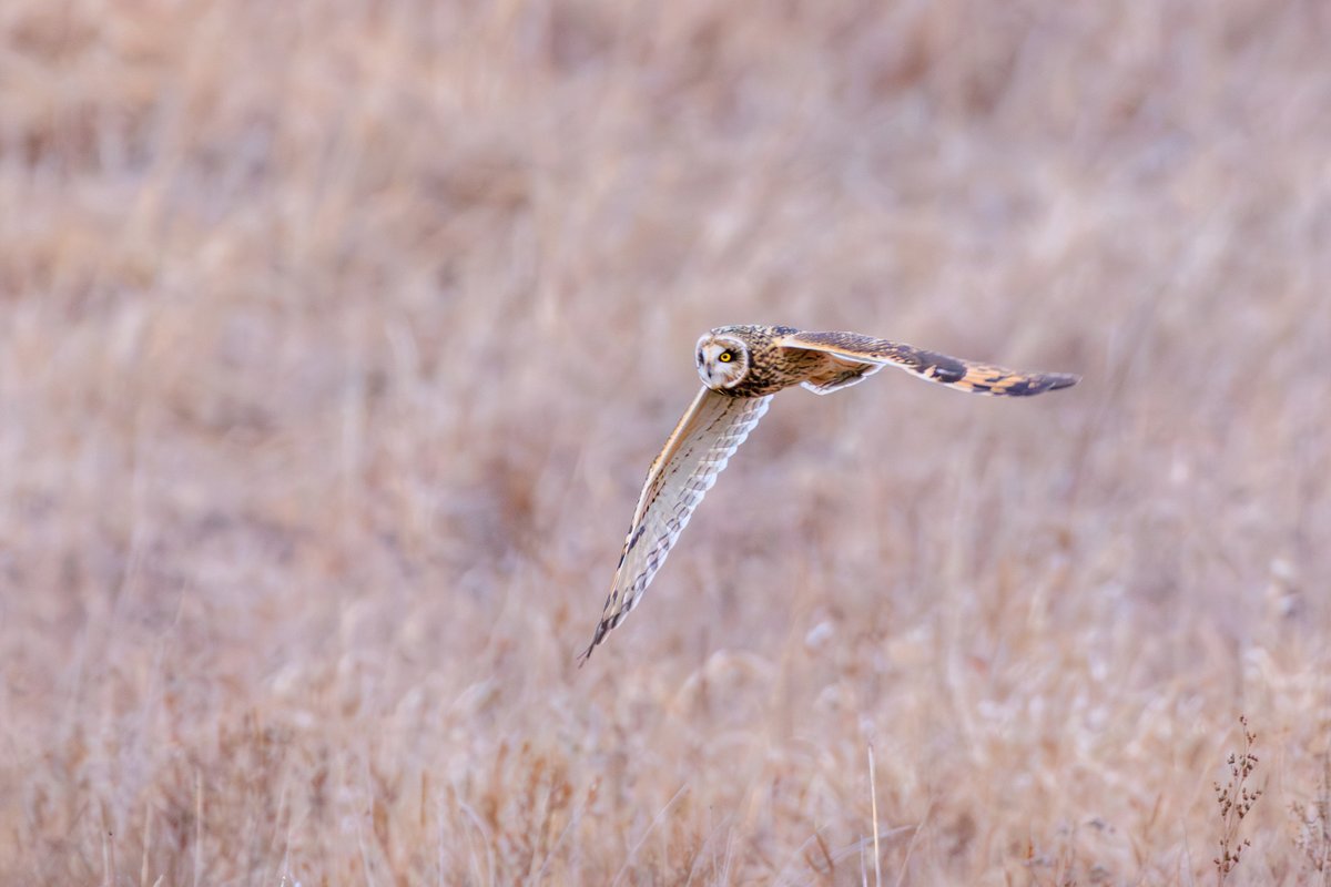 Short-eared Owl