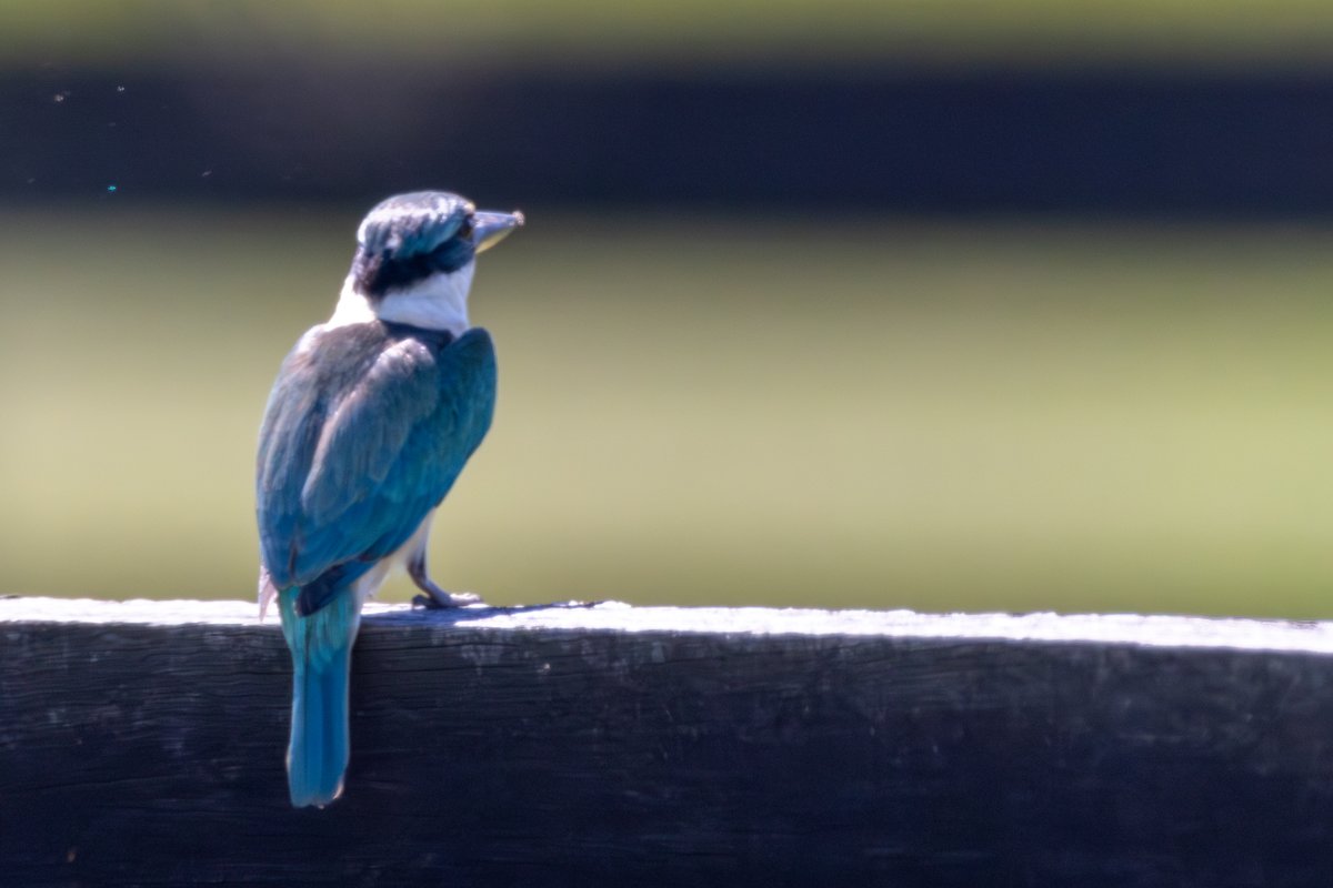 Sacred Kingfisher