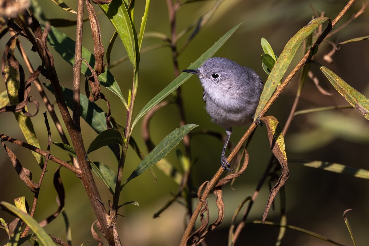 Blue-gray Gnatcatcher