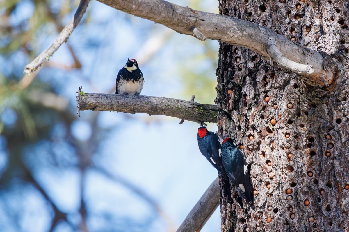 Acorn Woodpecker