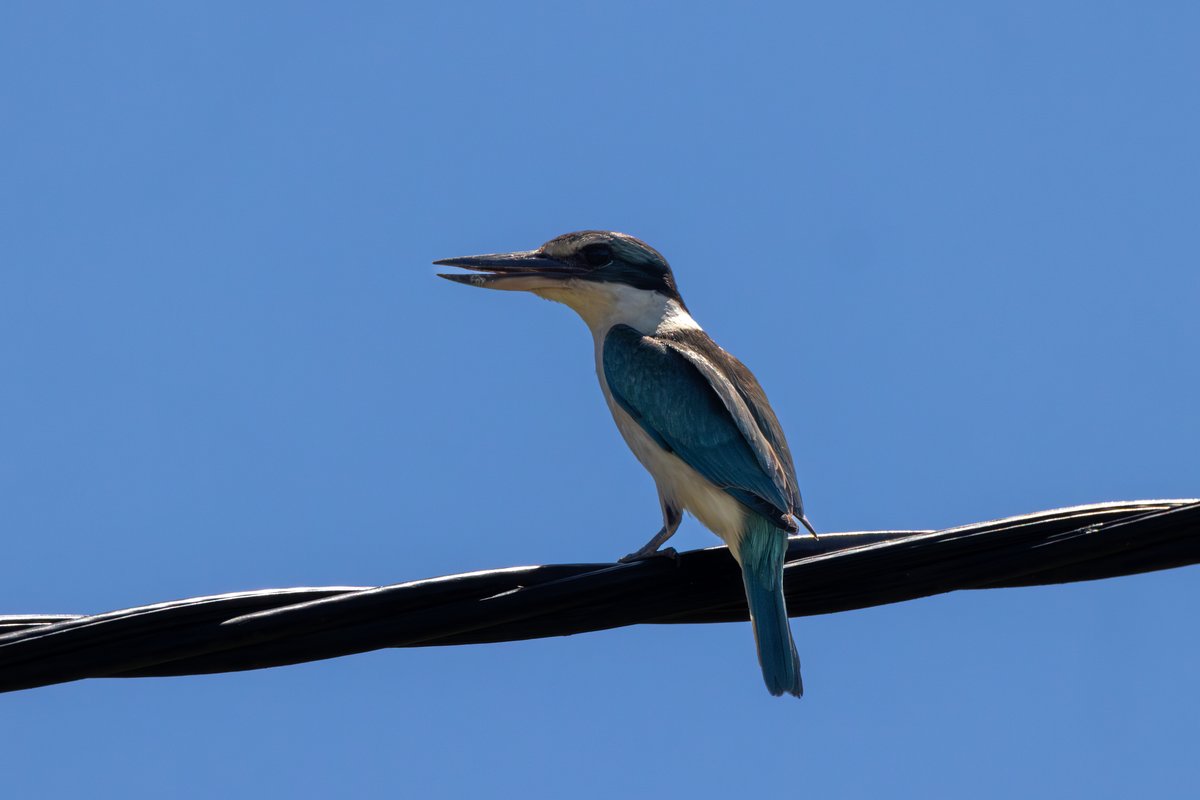 Sacred Kingfisher