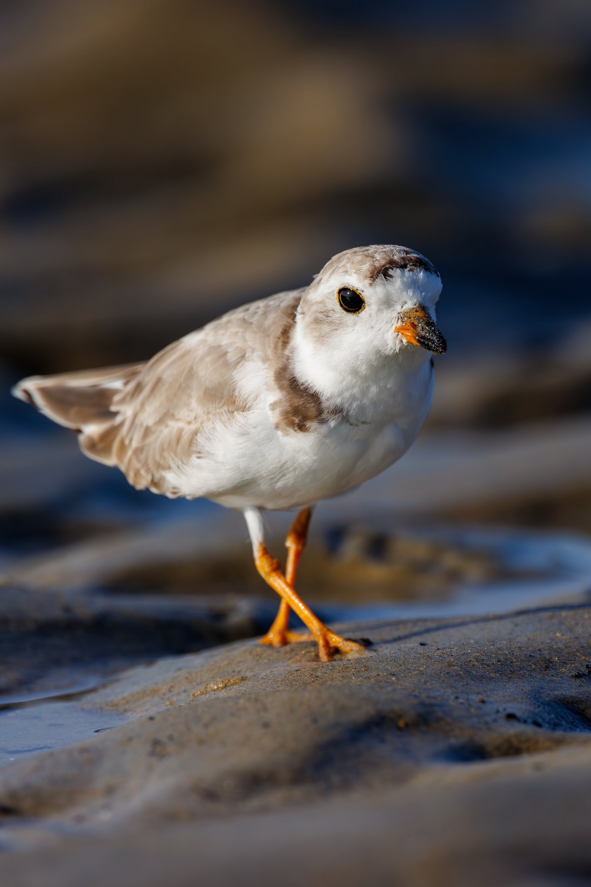 Piping Plover