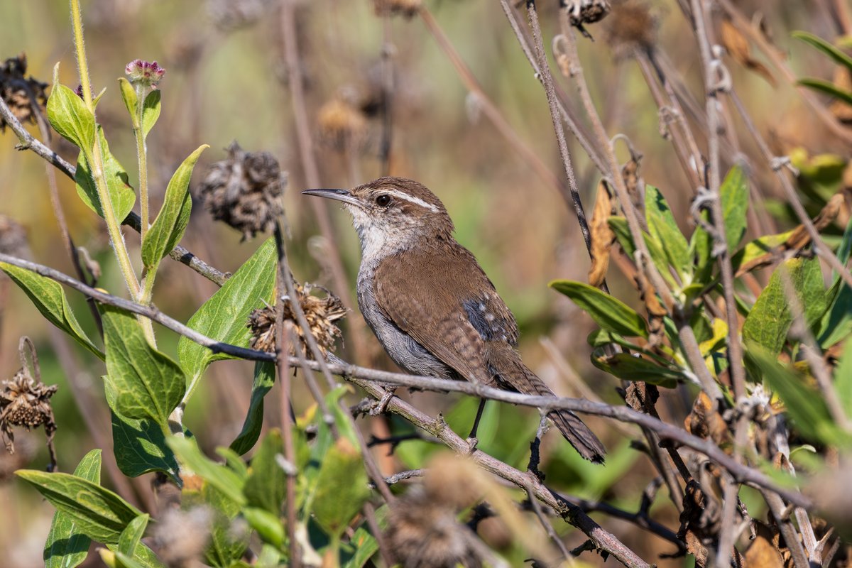 Bewick's Wren
