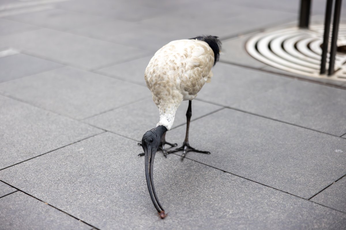 Australian White Ibis