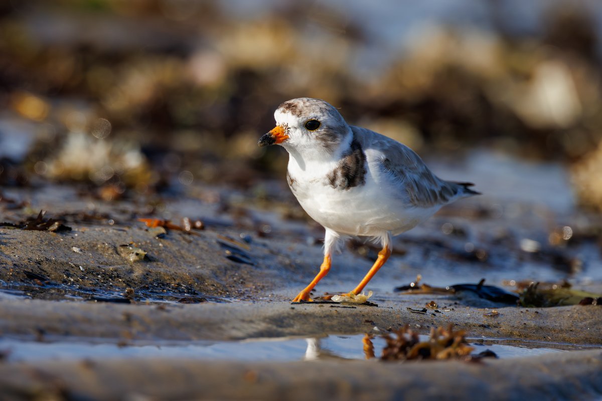 Piping Plover