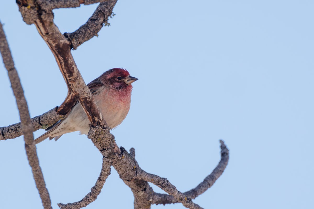 Cassin's Finch