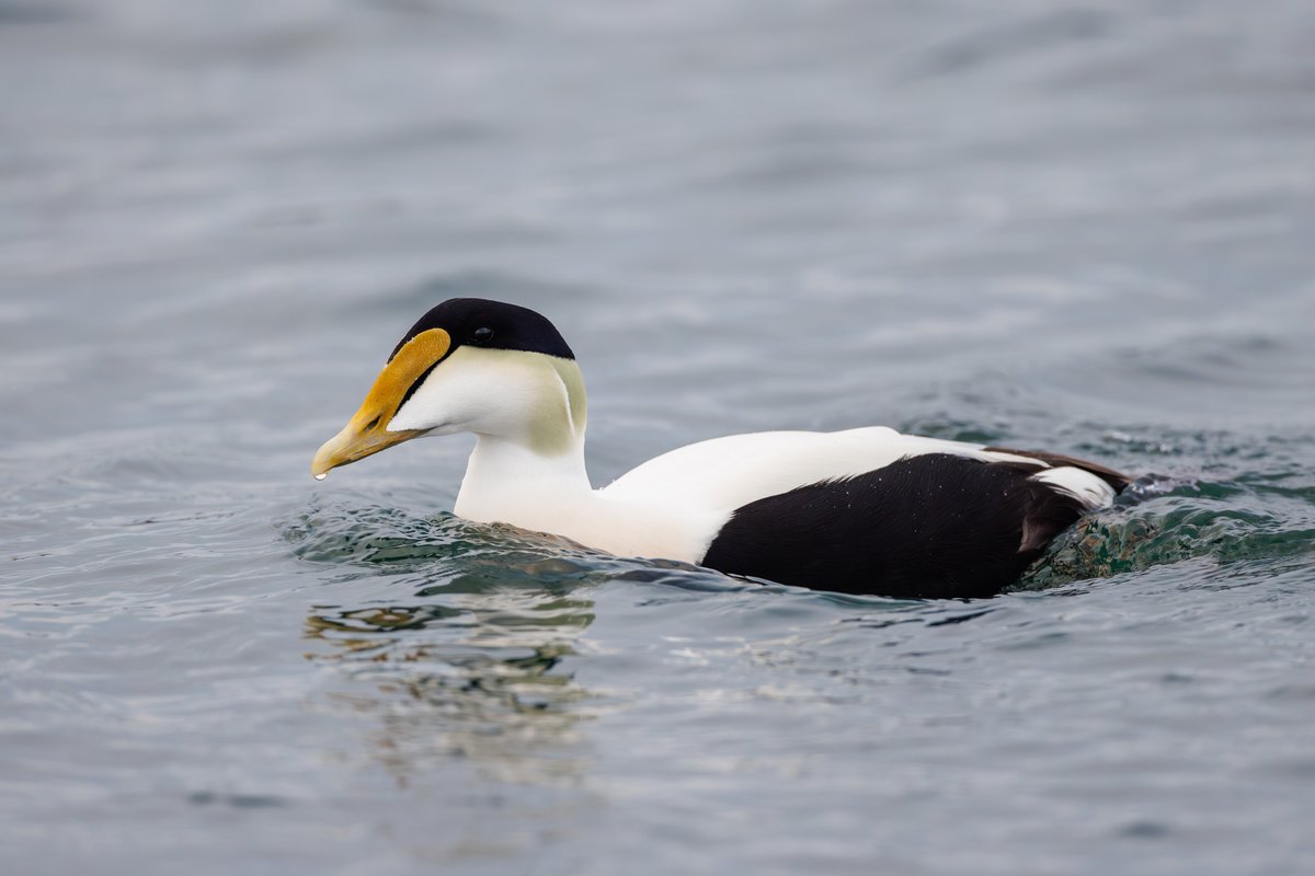 Common Eider
