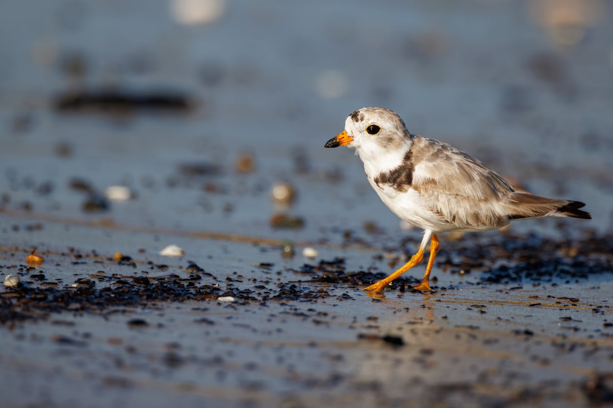 Piping Plover