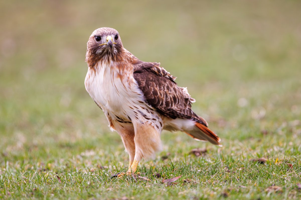 Red-tailed Hawk