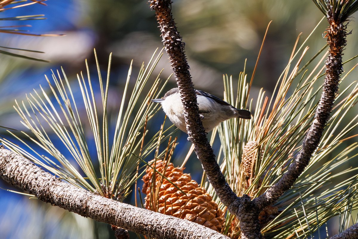 Pygmy Nuthatch