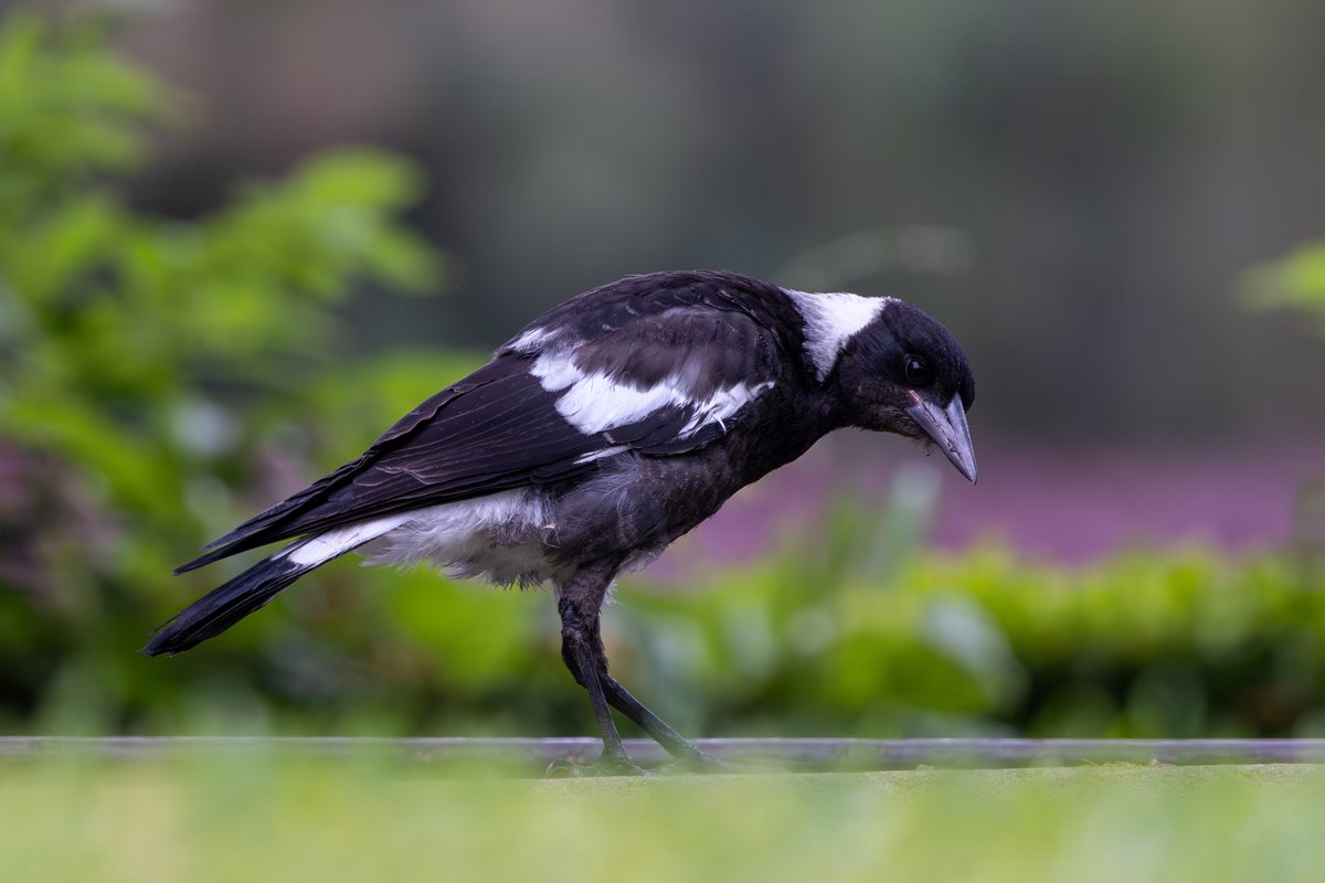 Australian Magpie