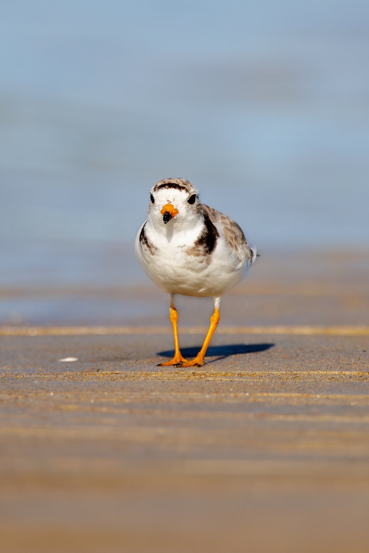 Piping Plover