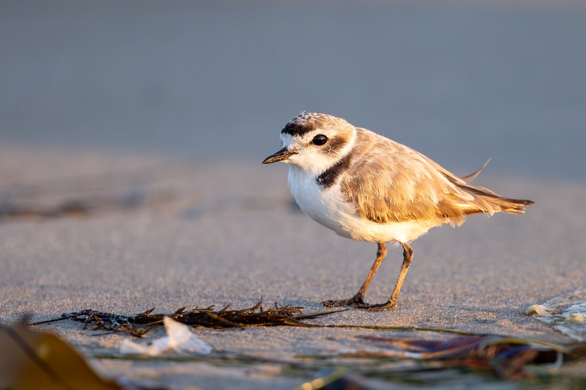 Snowy Plover