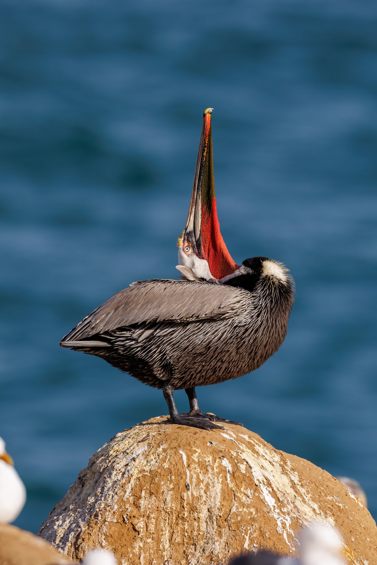 Brown Pelican