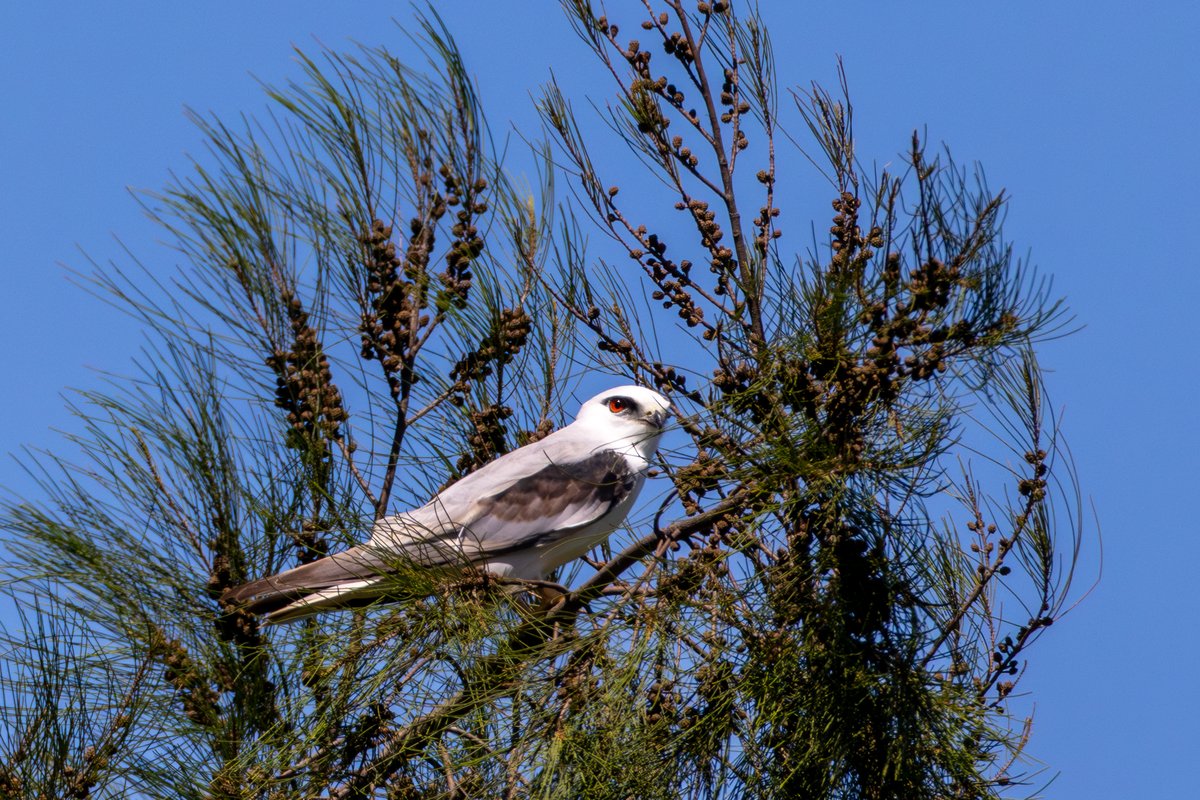 Black-shouldered Kite