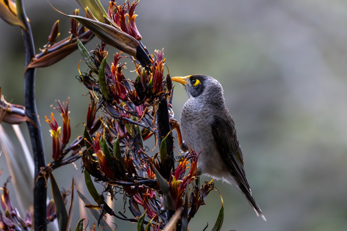 Noisy Miner